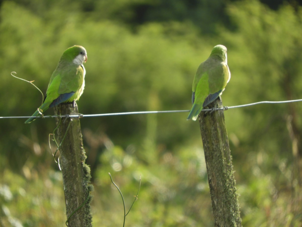 Monk Parakeet - ML619945992