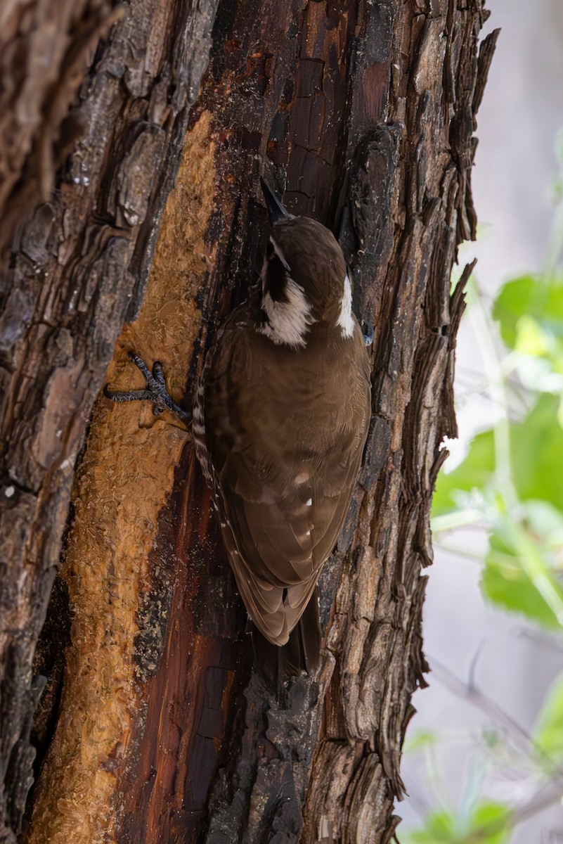 Arizona Woodpecker - ML619945998