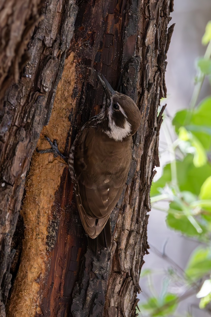 Arizona Woodpecker - ML619945999