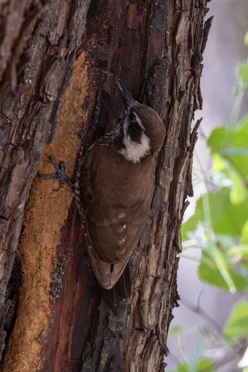 Arizona Woodpecker - ML619946000