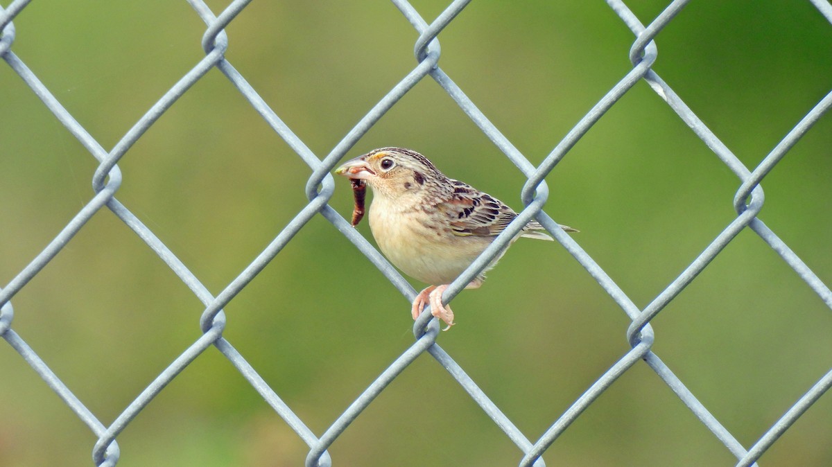 Grasshopper Sparrow - ML619946006