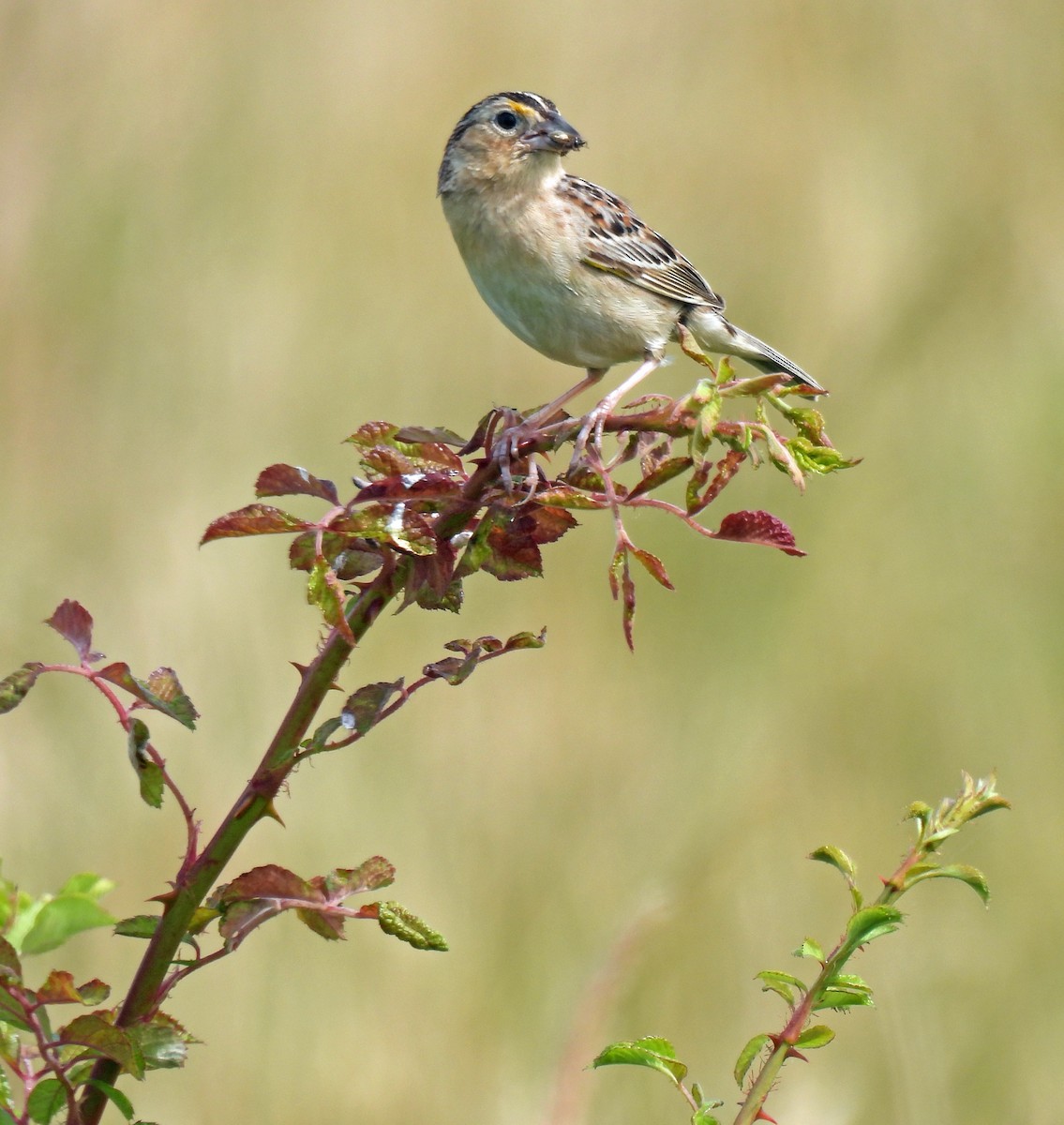 Grasshopper Sparrow - ML619946008