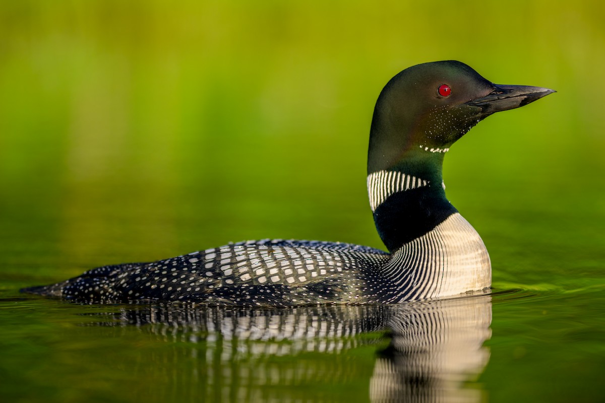 Common Loon - ML619946010