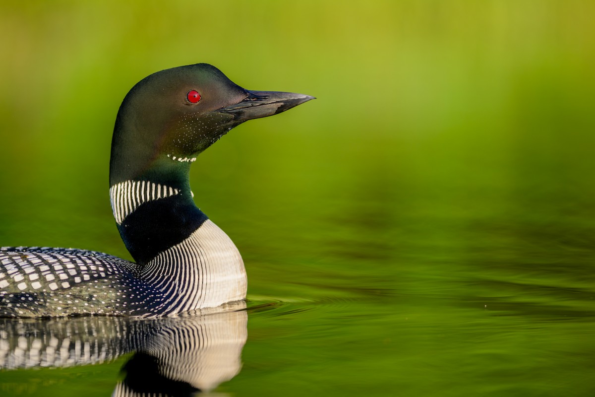 Common Loon - ML619946011