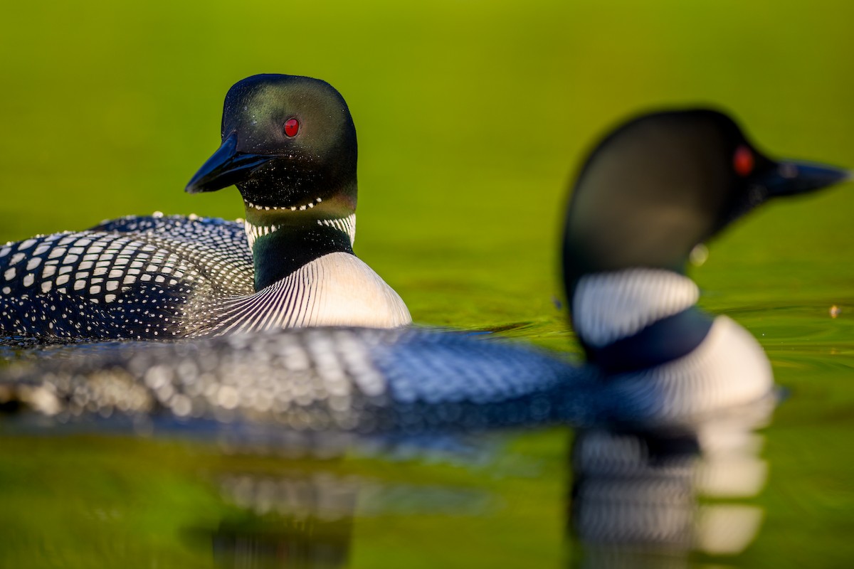 Common Loon - ML619946012