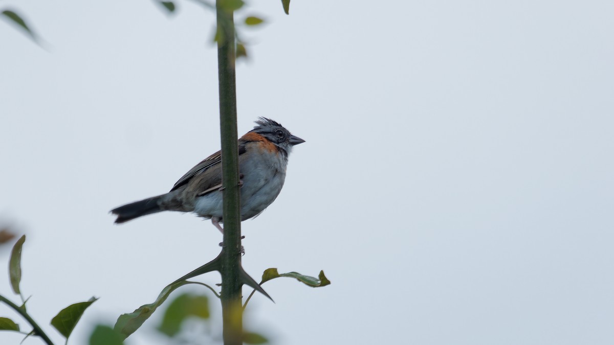 Rufous-collared Sparrow - ML619946016