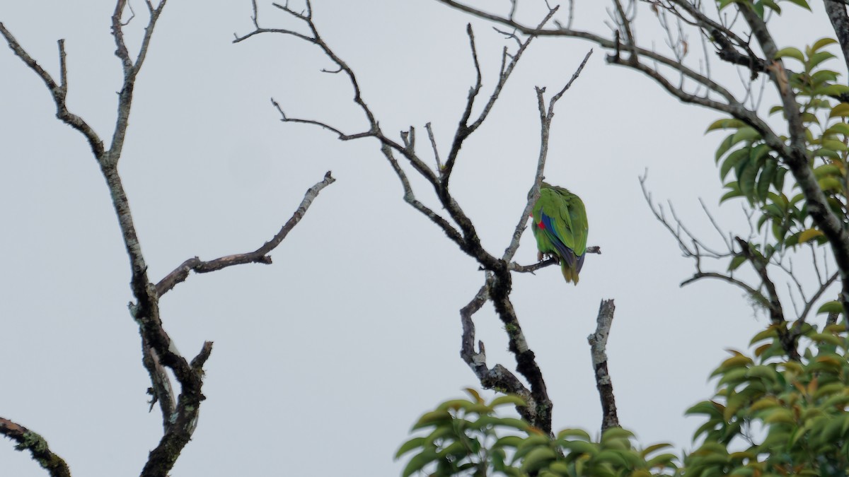 White-fronted Parrot - ML619946035