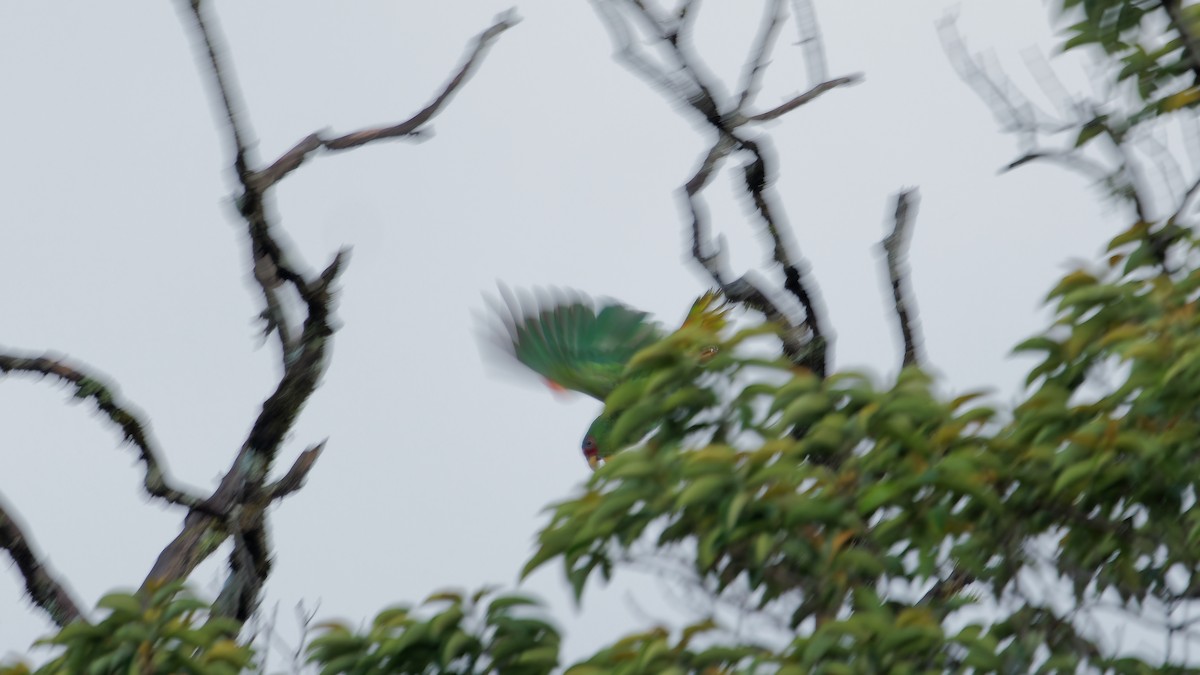 White-fronted Parrot - ML619946040