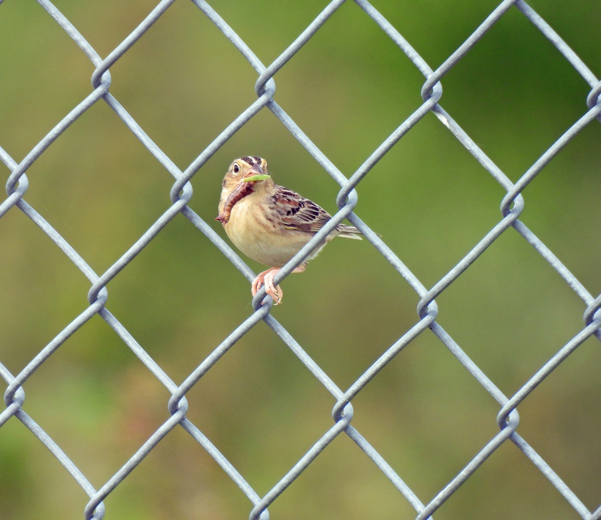 Grasshopper Sparrow - ML619946045
