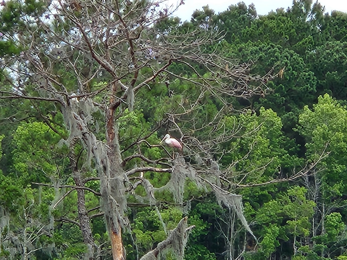 Roseate Spoonbill - ML619946084