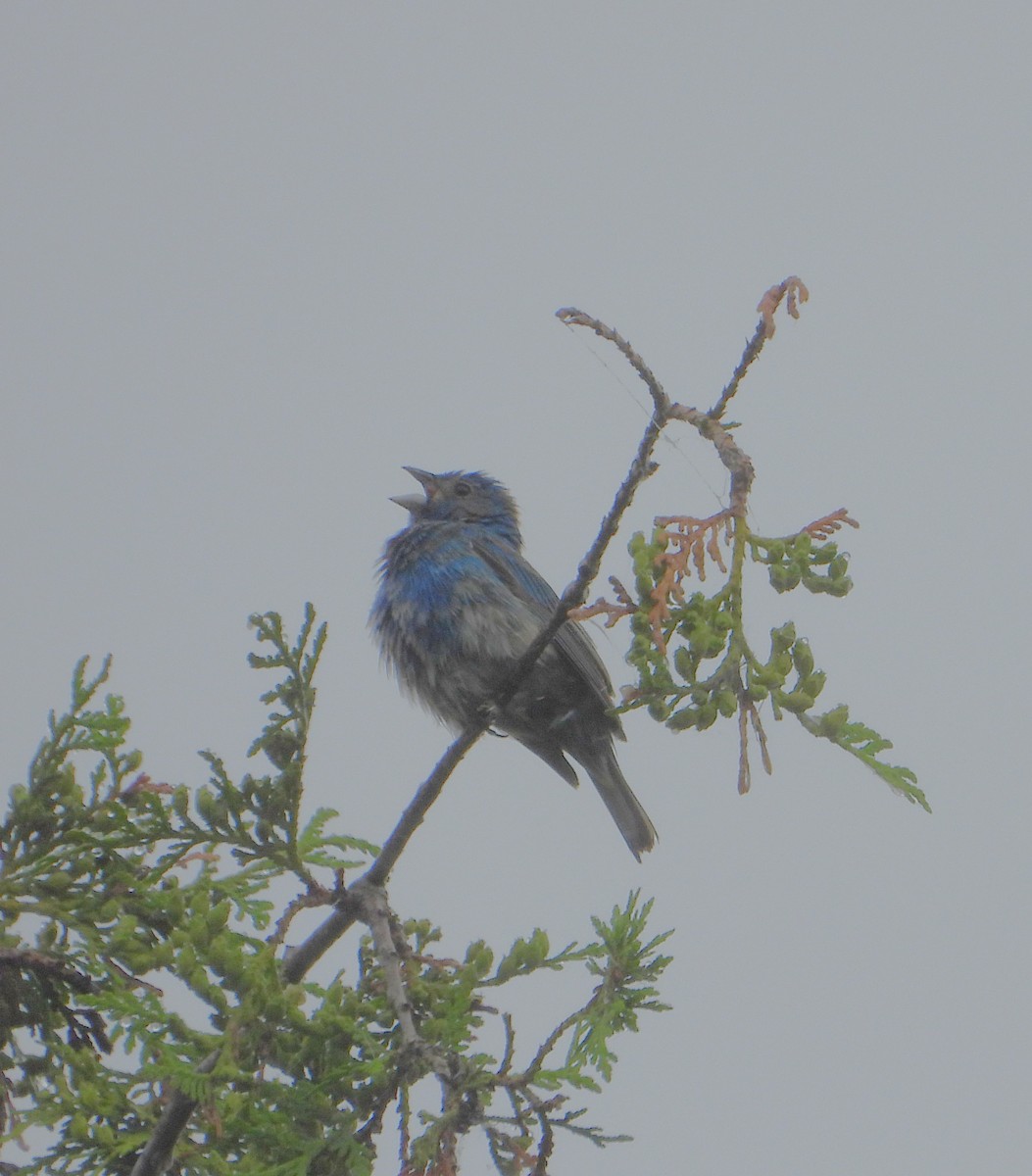 Indigo Bunting - ML619946095