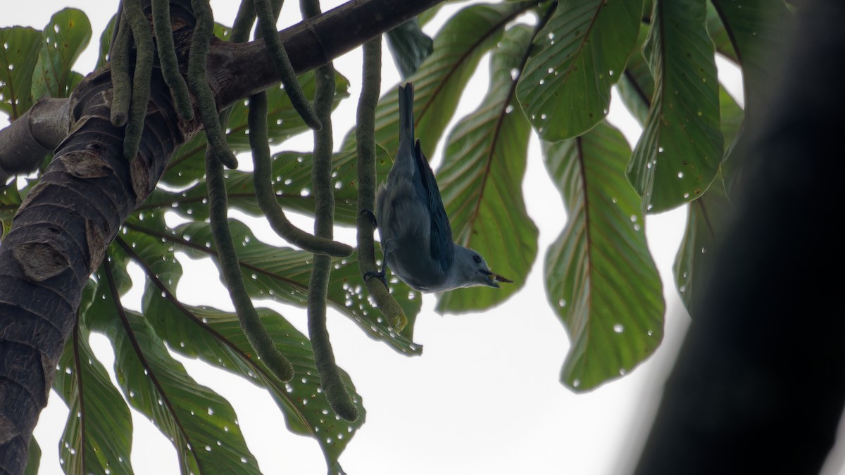 Blue-gray Tanager - ML619946096