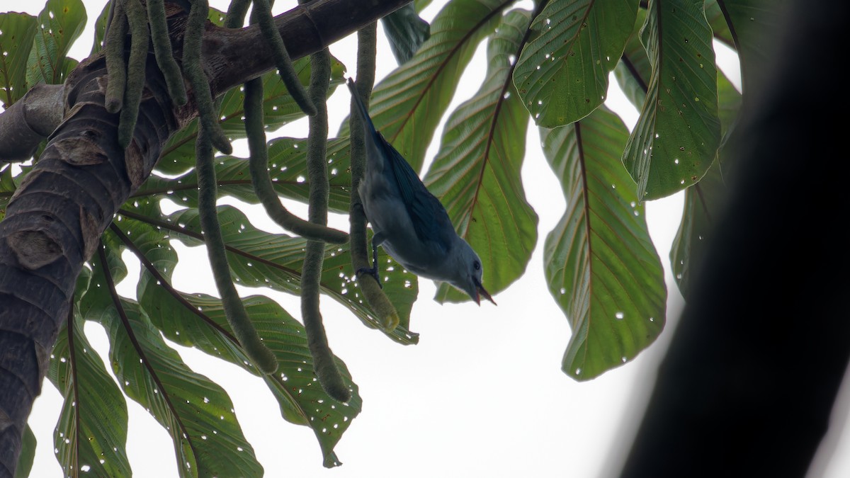Blue-gray Tanager - ML619946102