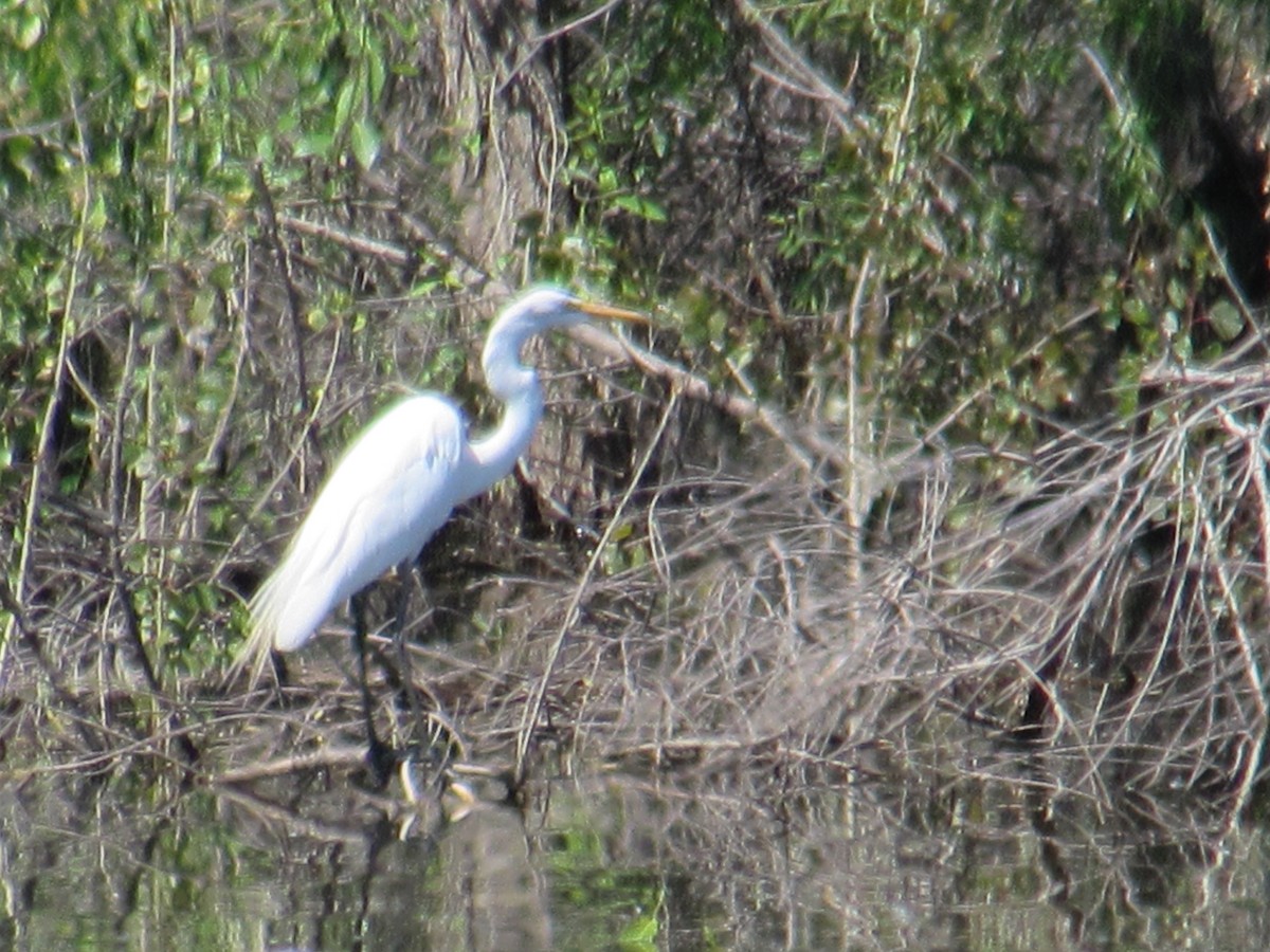 Great Egret - ML619946116