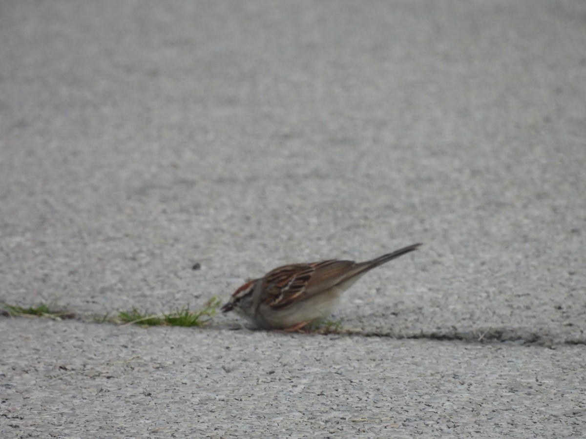 Chipping Sparrow - ML619946121