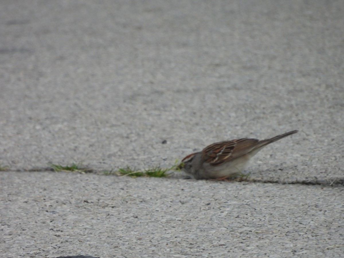 Chipping Sparrow - ML619946123