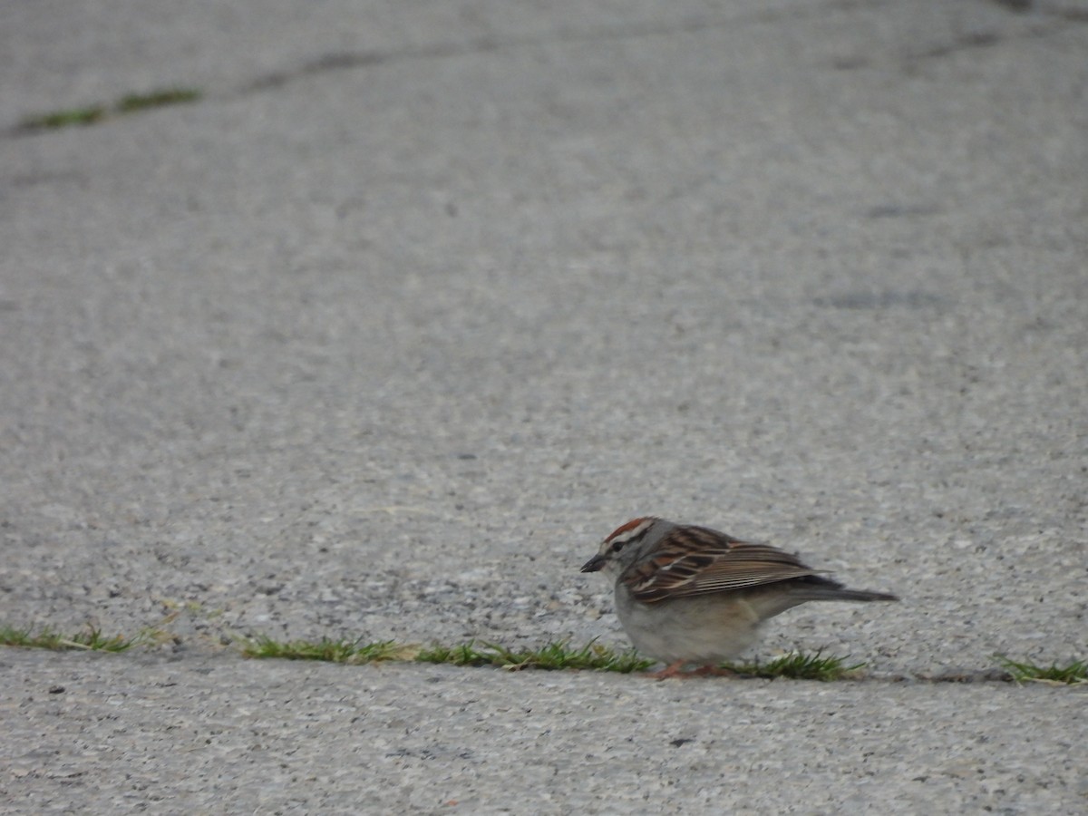 Chipping Sparrow - ML619946124
