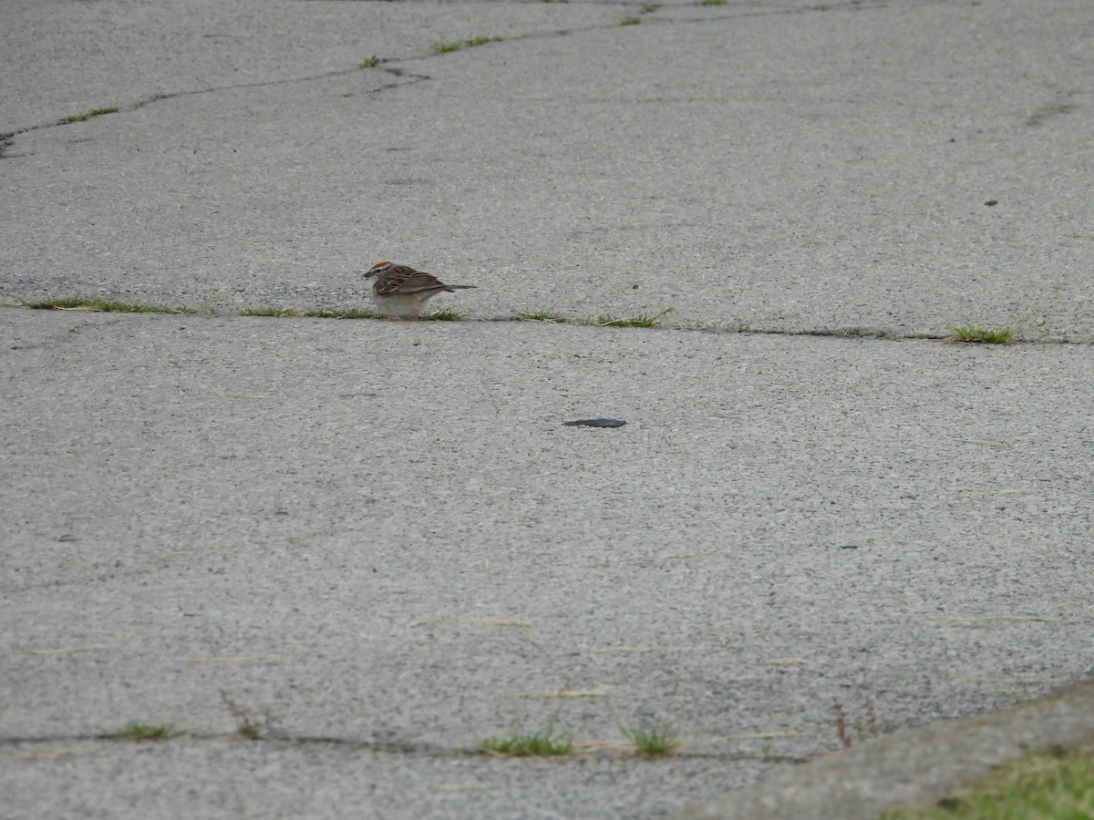 Chipping Sparrow - ML619946125