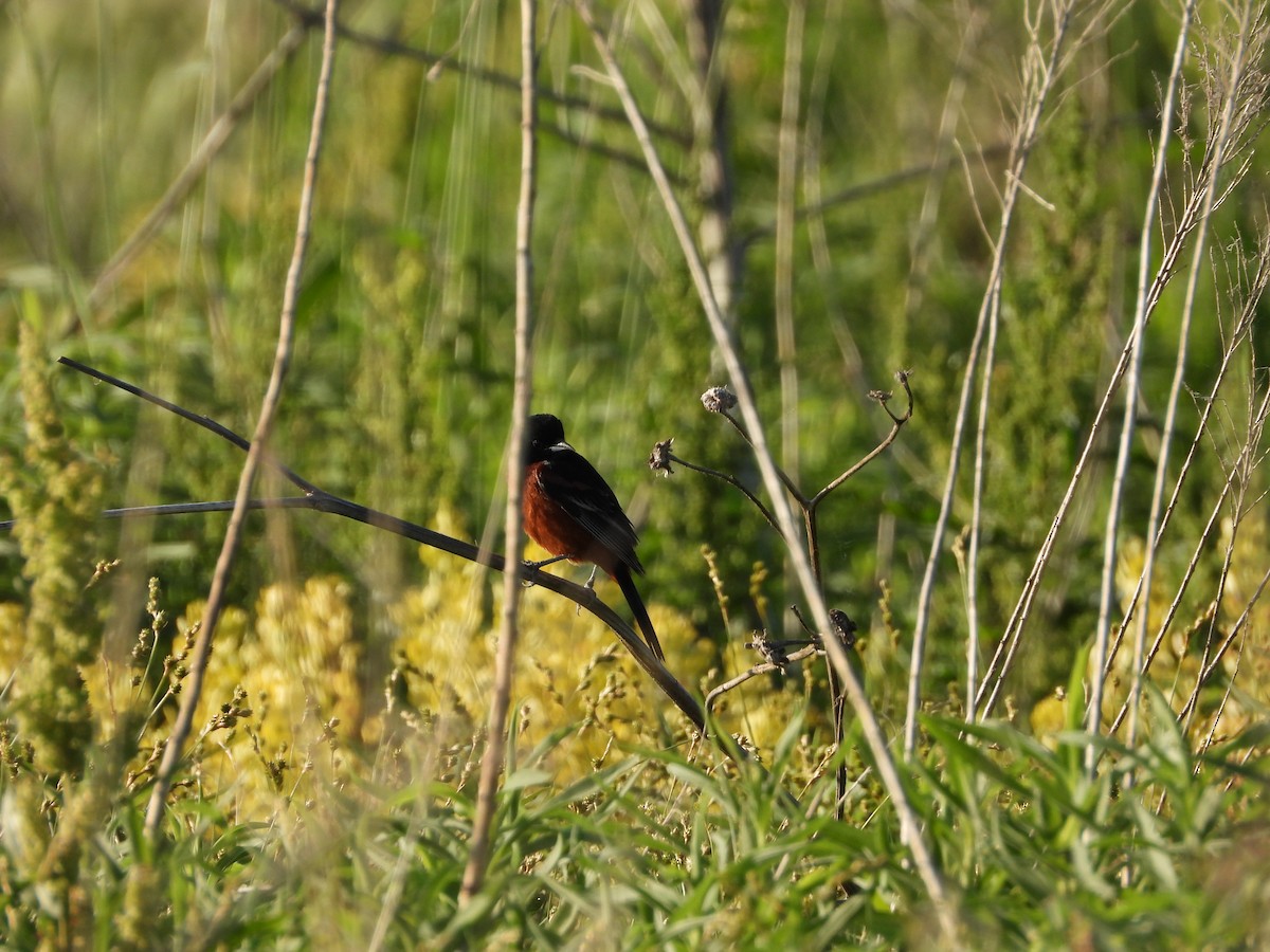 Orchard Oriole - ML619946132