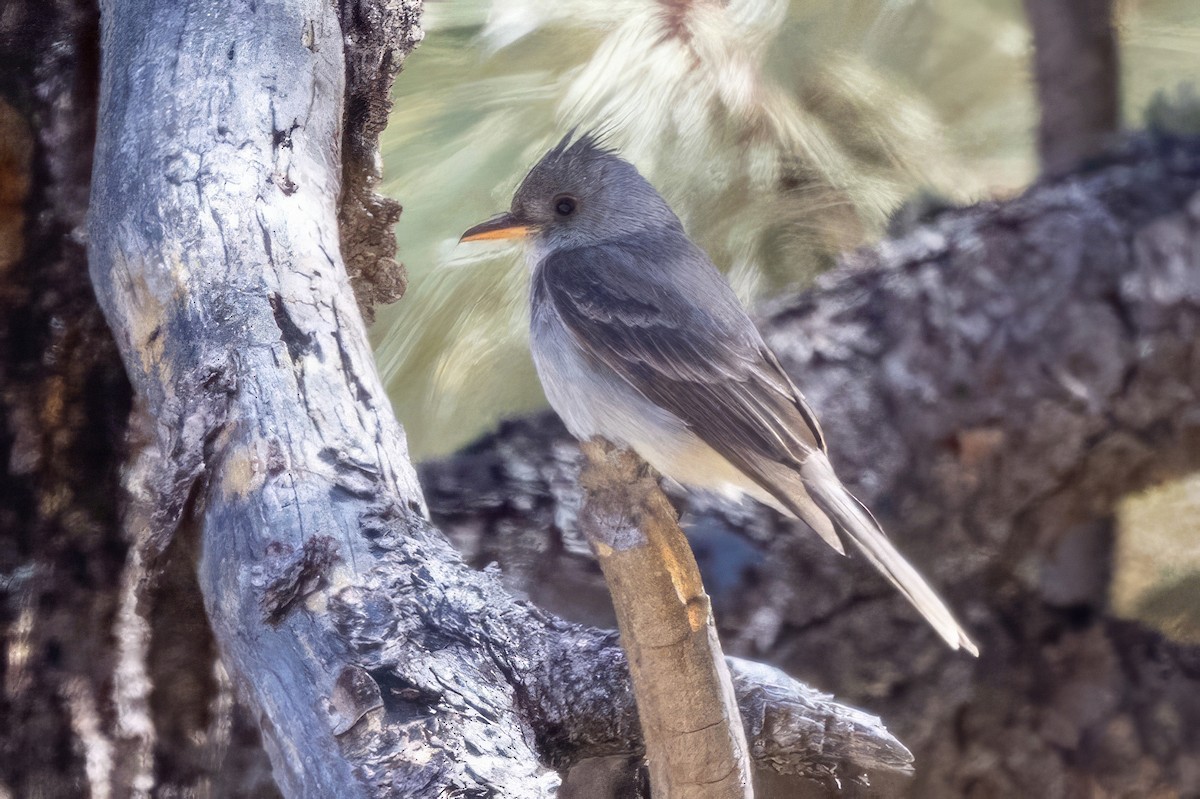 Greater Pewee - ML619946148