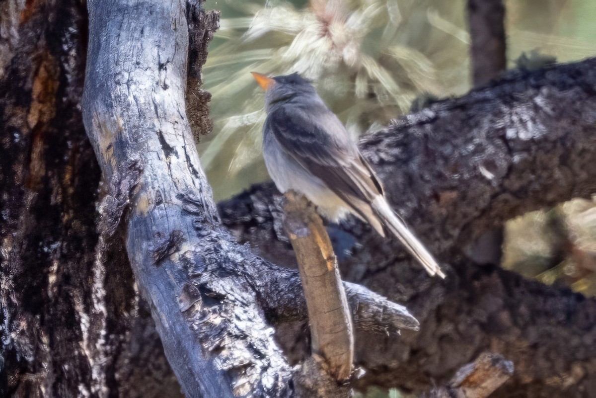 Greater Pewee - ML619946153