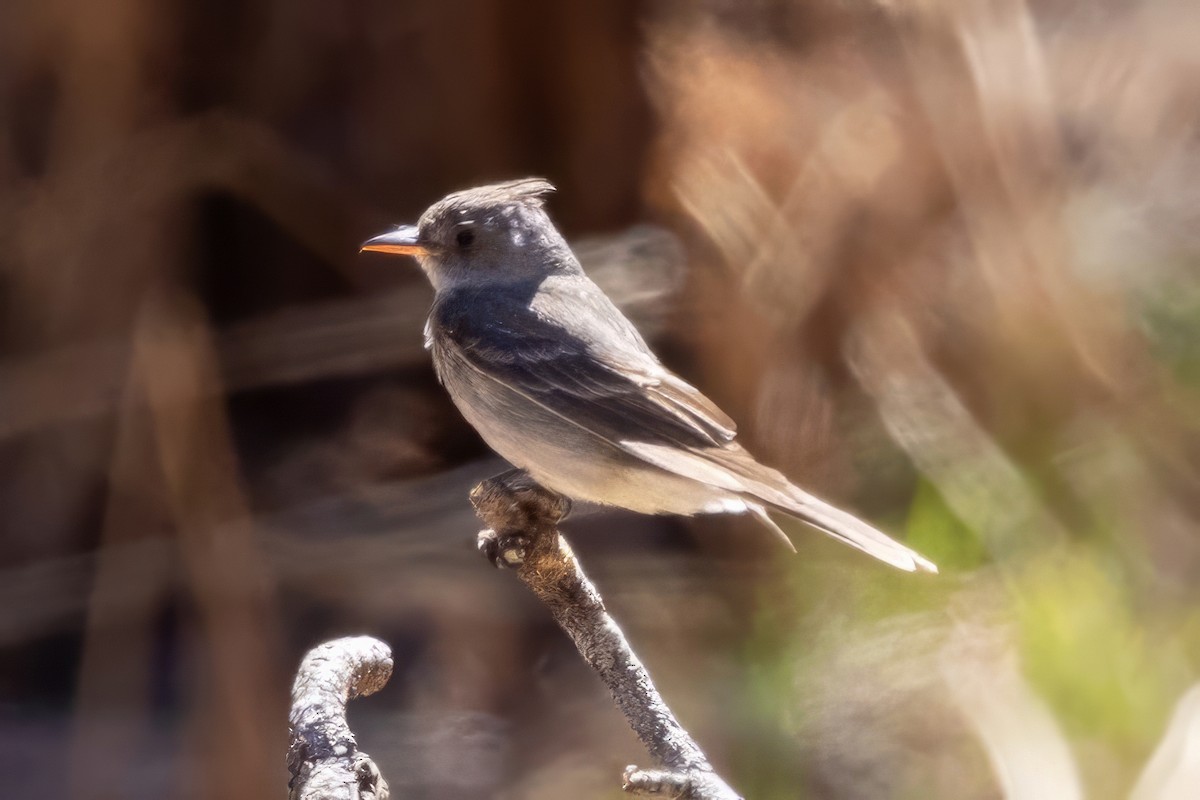 Greater Pewee - ML619946158