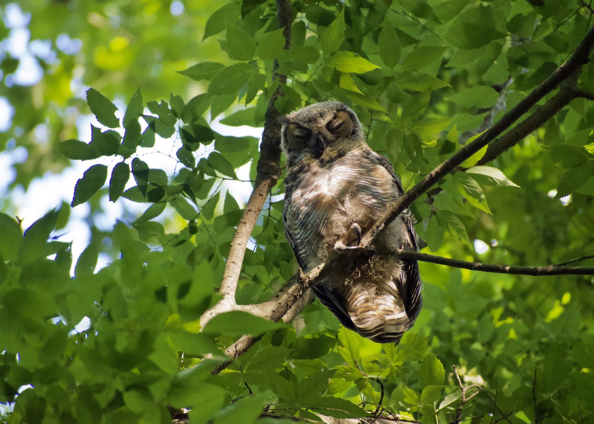 Great Horned Owl - ML619946168