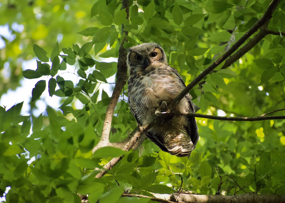 Great Horned Owl - ML619946170