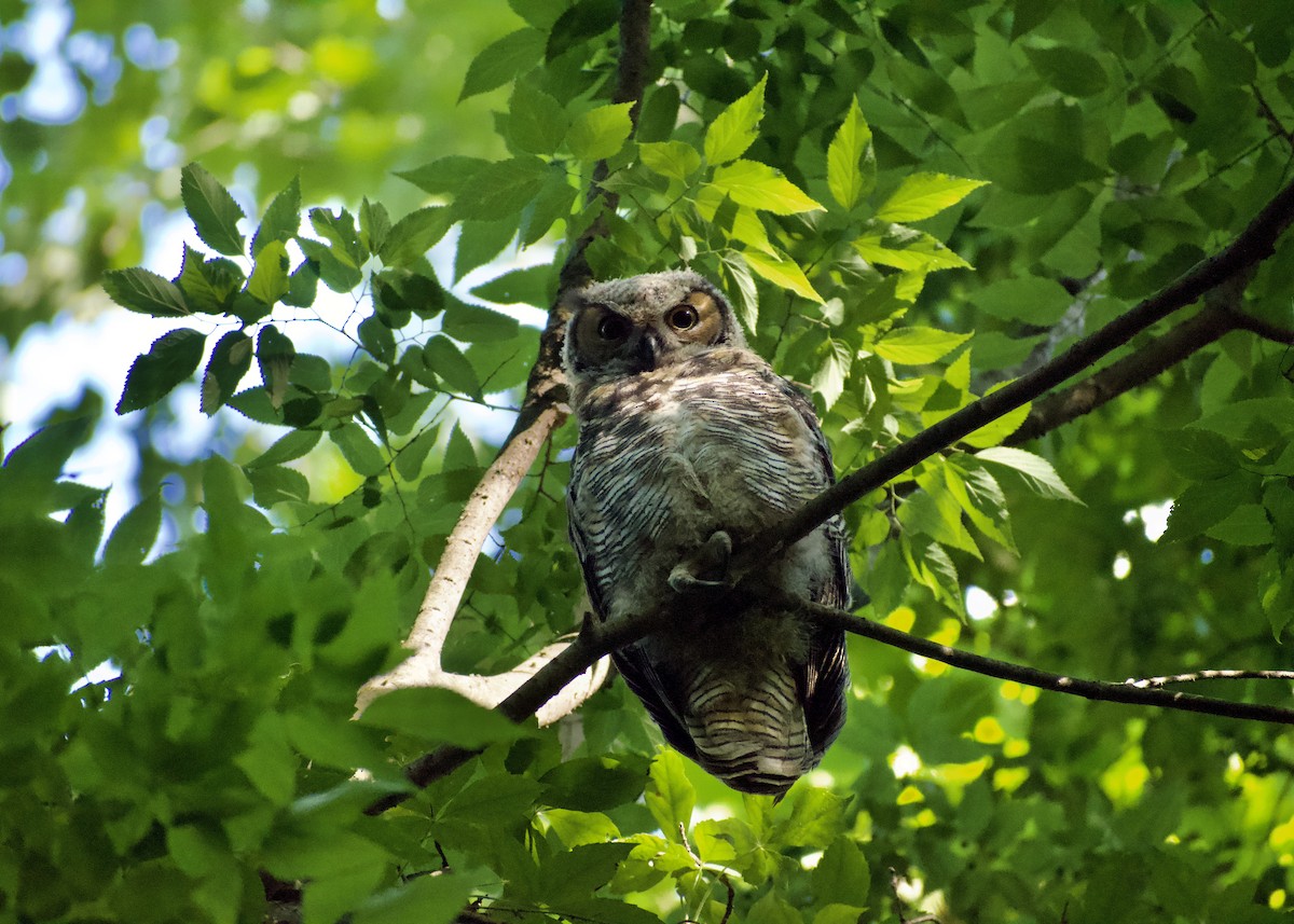 Great Horned Owl - ML619946171