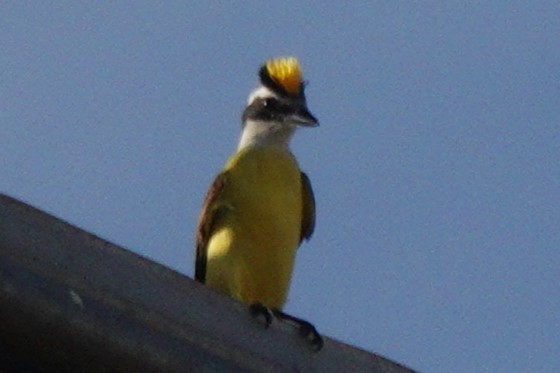 Great Kiskadee - ML619946198