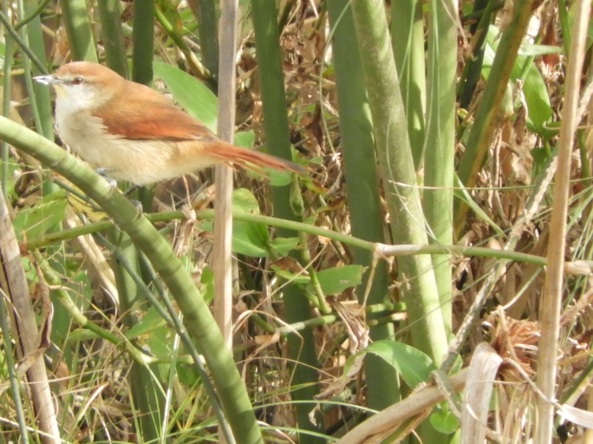 Yellow-chinned Spinetail - ML619946204