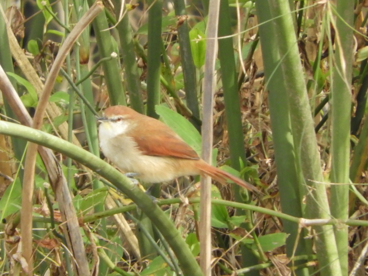 Yellow-chinned Spinetail - ML619946205