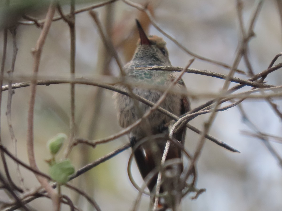 Berylline Hummingbird - ML619946220