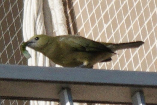 Palm Tanager - ML619946221