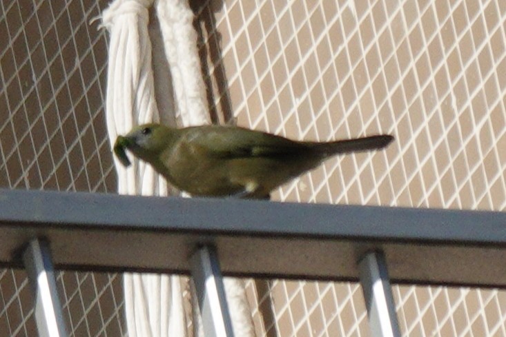 Palm Tanager - ML619946224