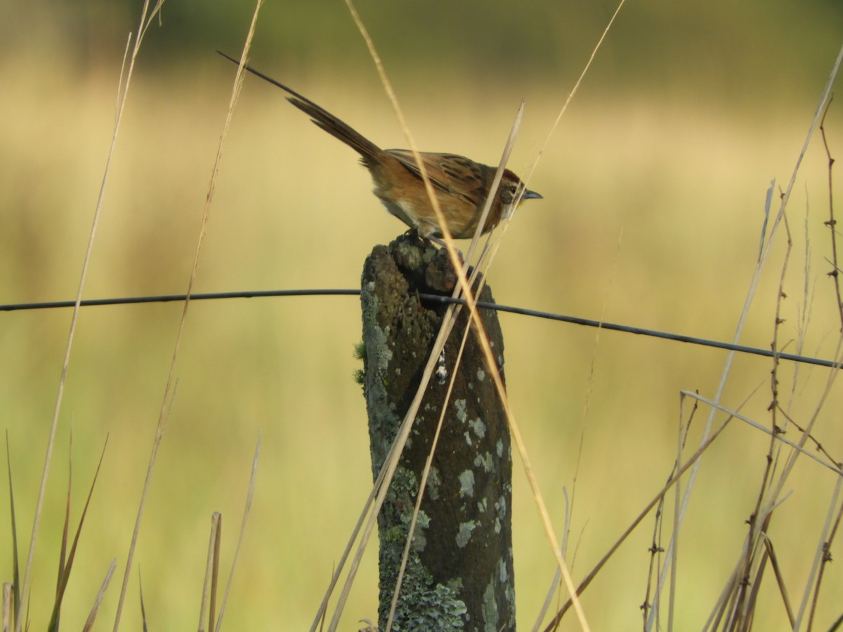 Chotoy Spinetail - ML619946245