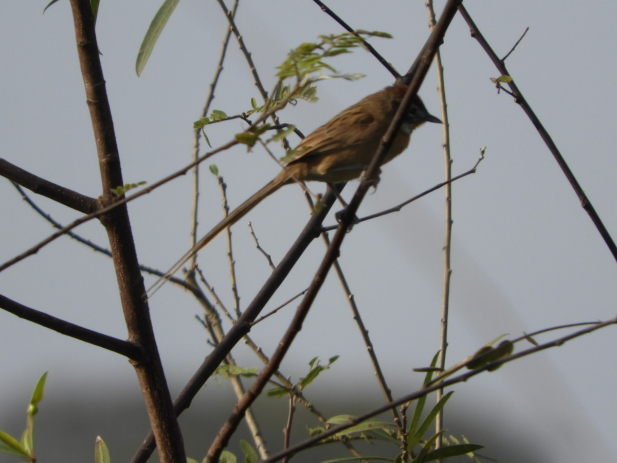 Chotoy Spinetail - ML619946246