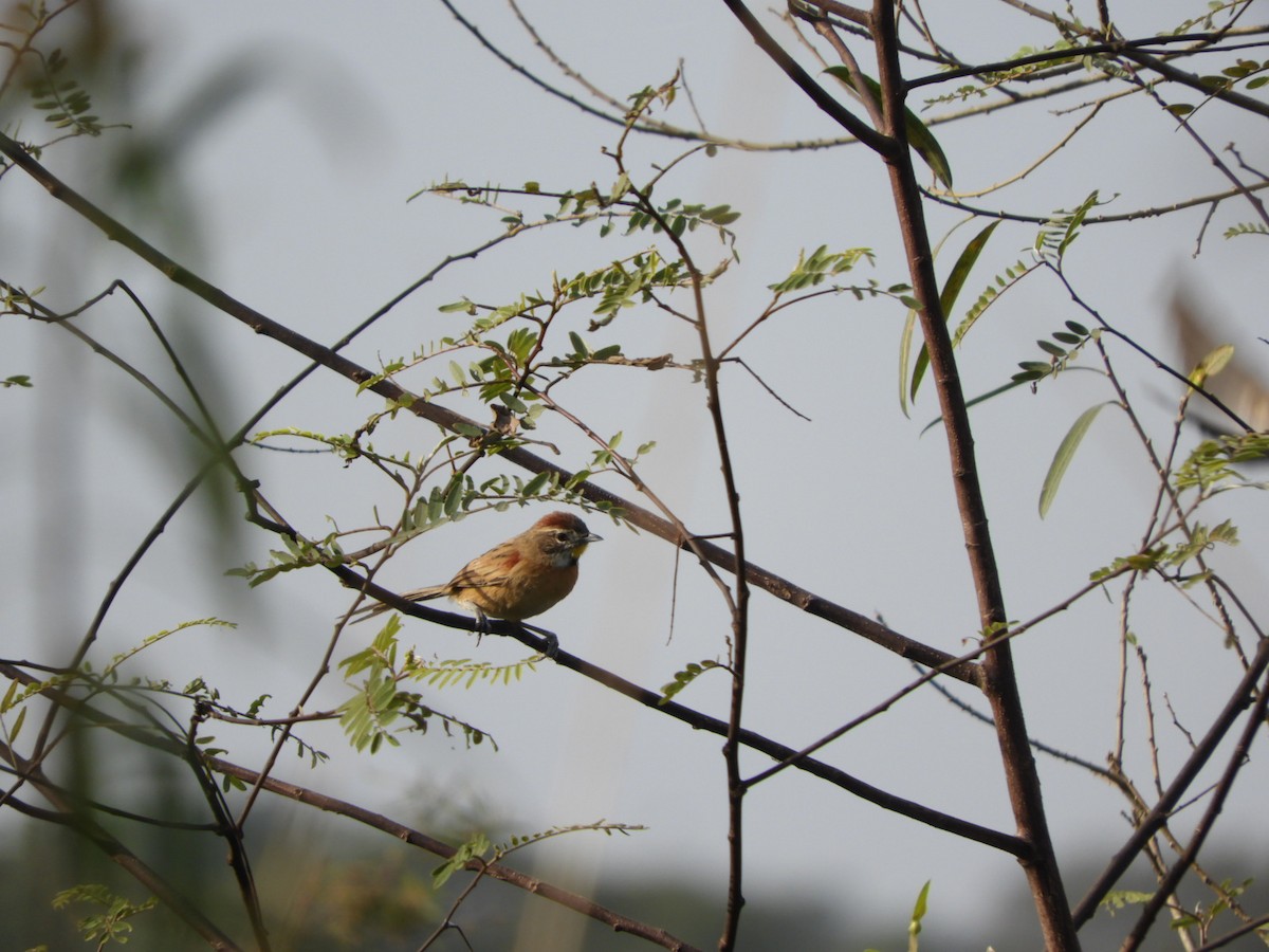 Chotoy Spinetail - ML619946247