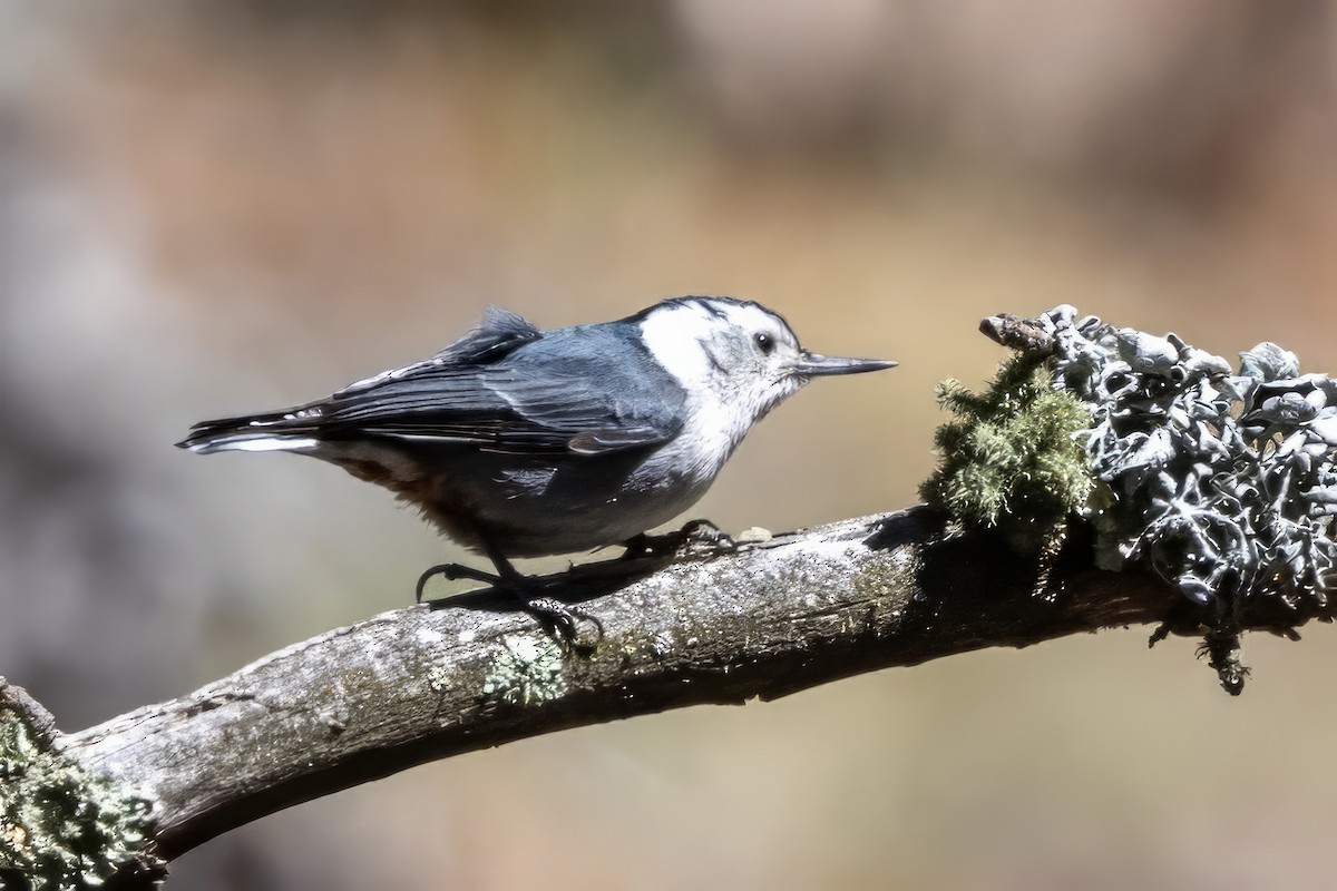 White-breasted Nuthatch - ML619946252
