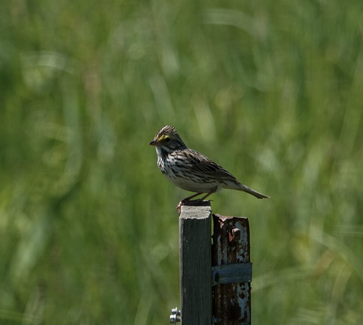 Savannah Sparrow - ML619946266