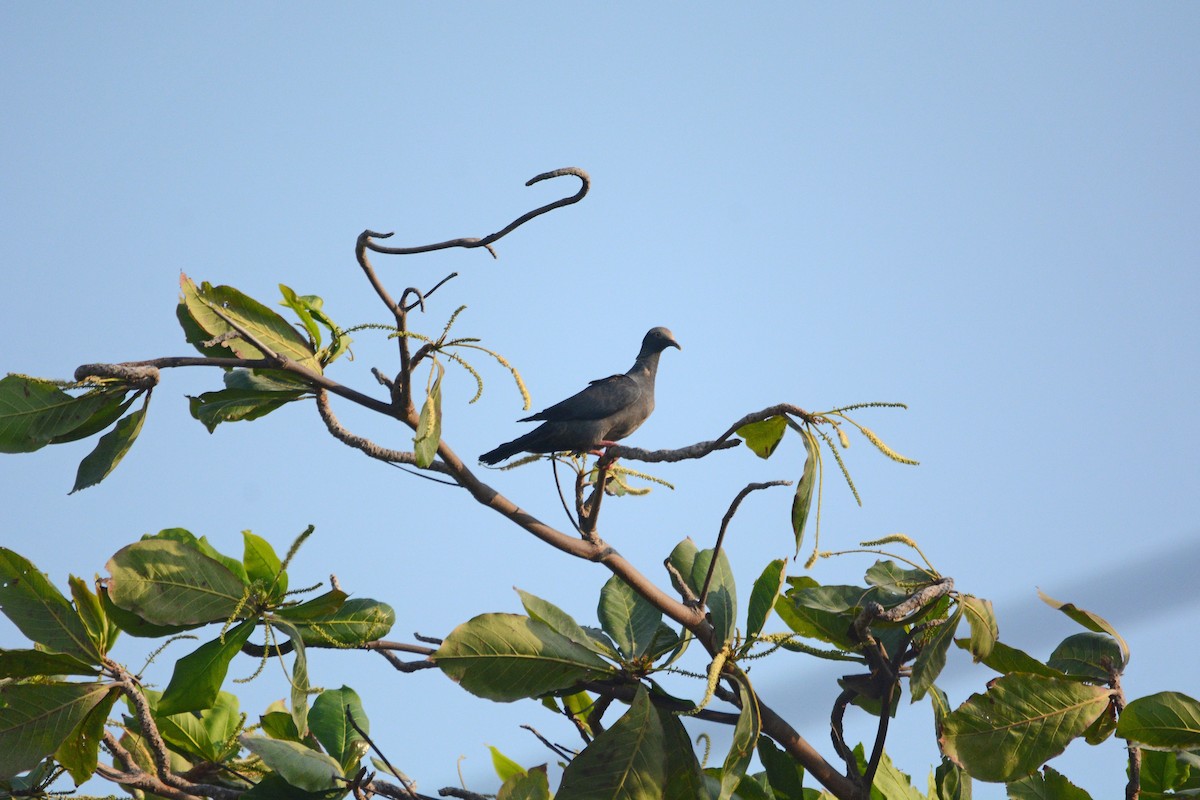 White-crowned Pigeon - ML619946275