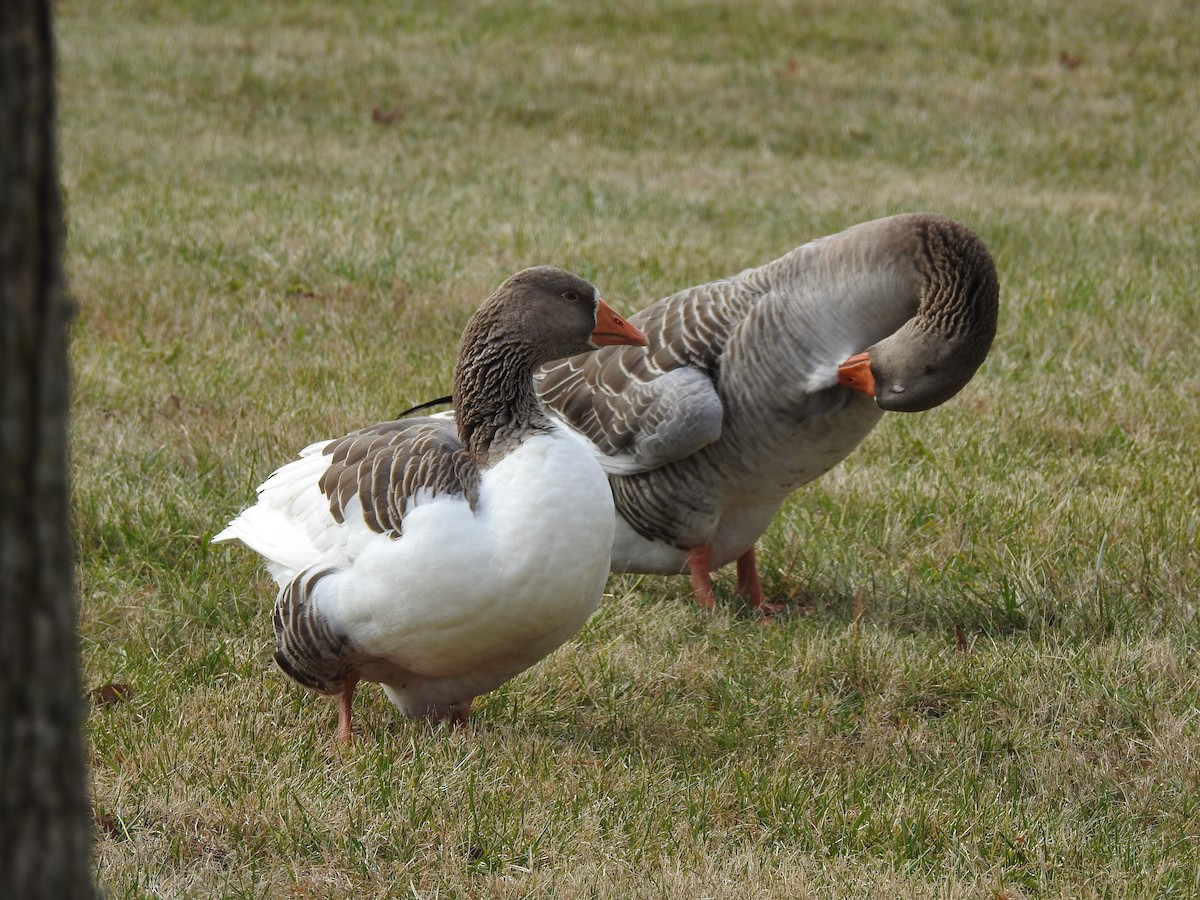 tamgås (domestisert Anser sp.) x kanadagås (hybrid) - ML619946291