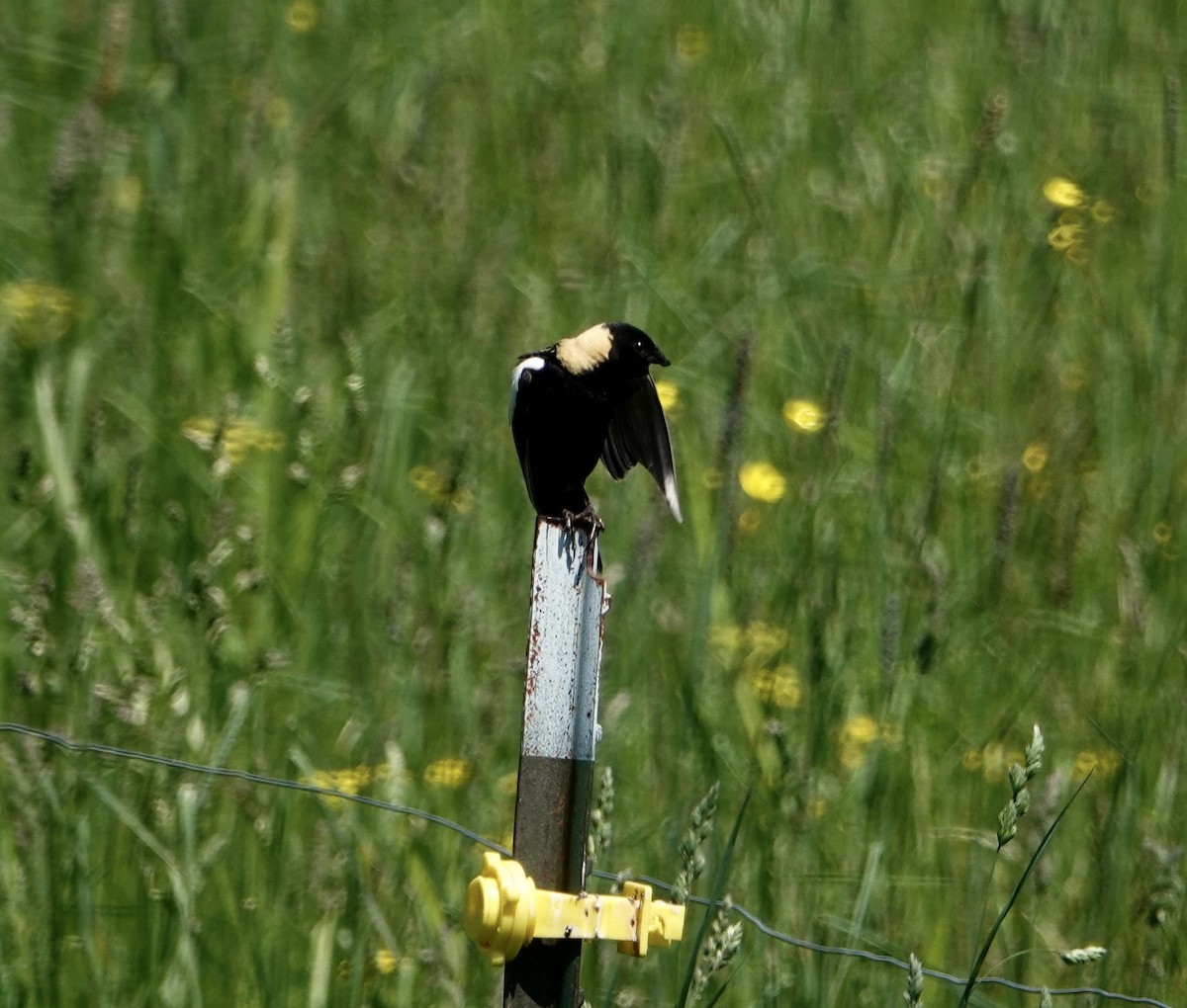 bobolink americký - ML619946294