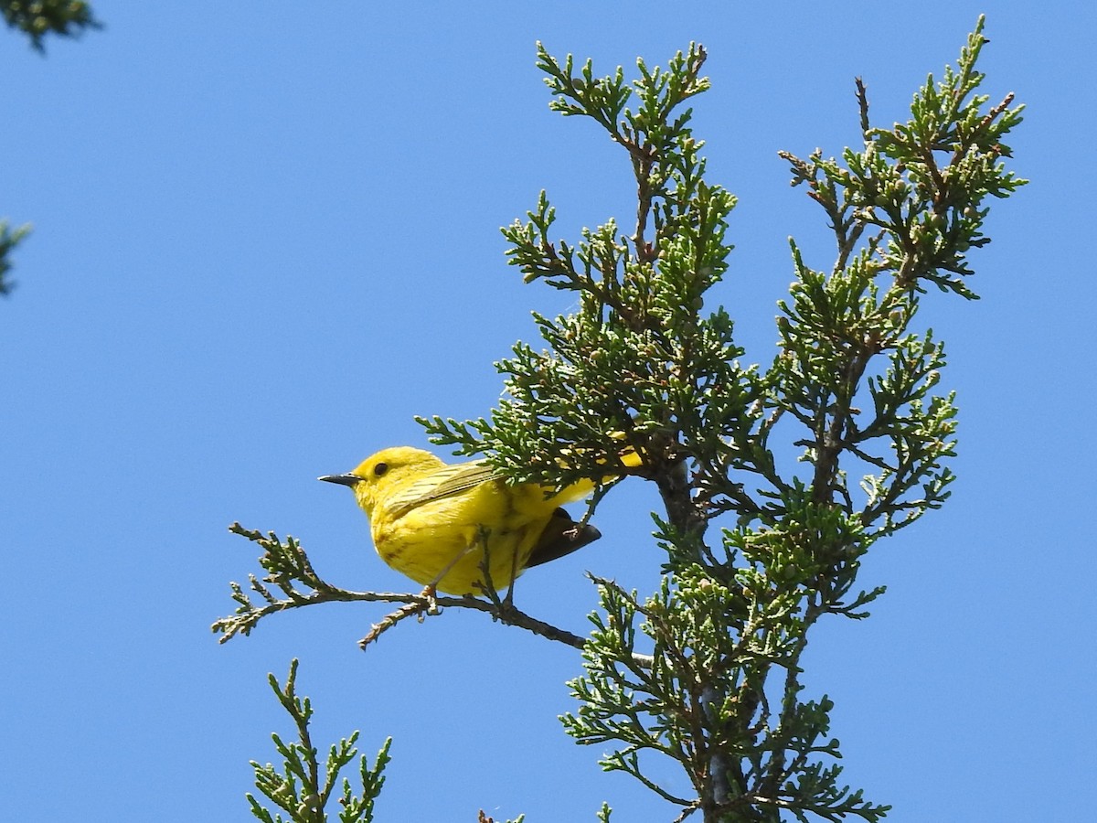 Yellow Warbler (Northern) - ML619946306