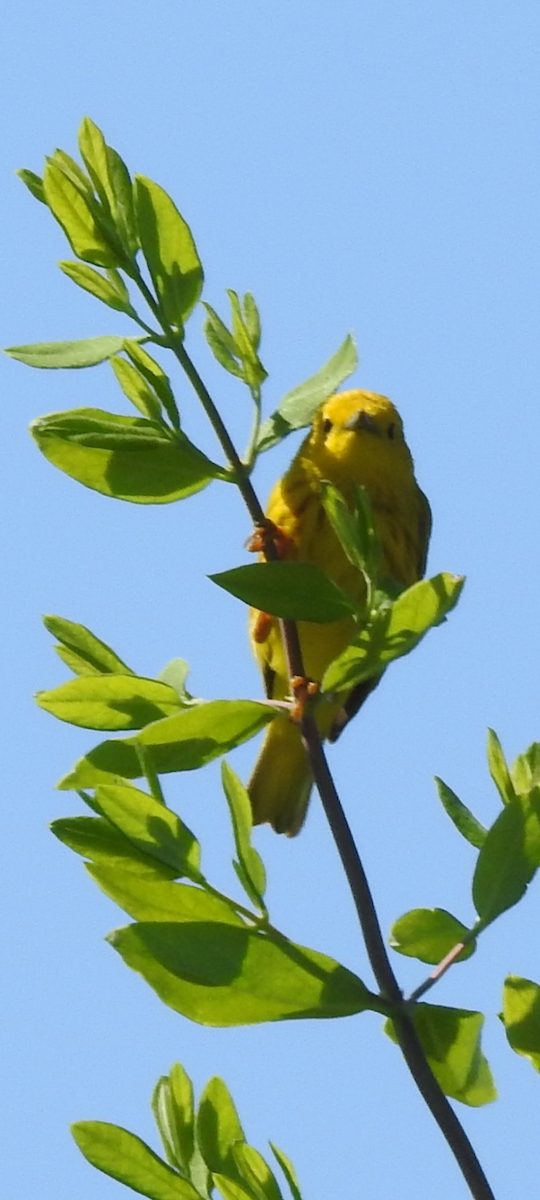 Yellow Warbler (Northern) - ML619946307