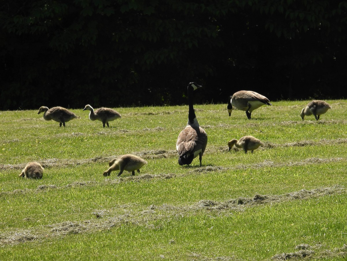 Canada Goose - ML619946311