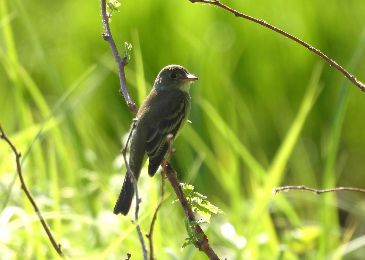 Alder Flycatcher - ML619946319