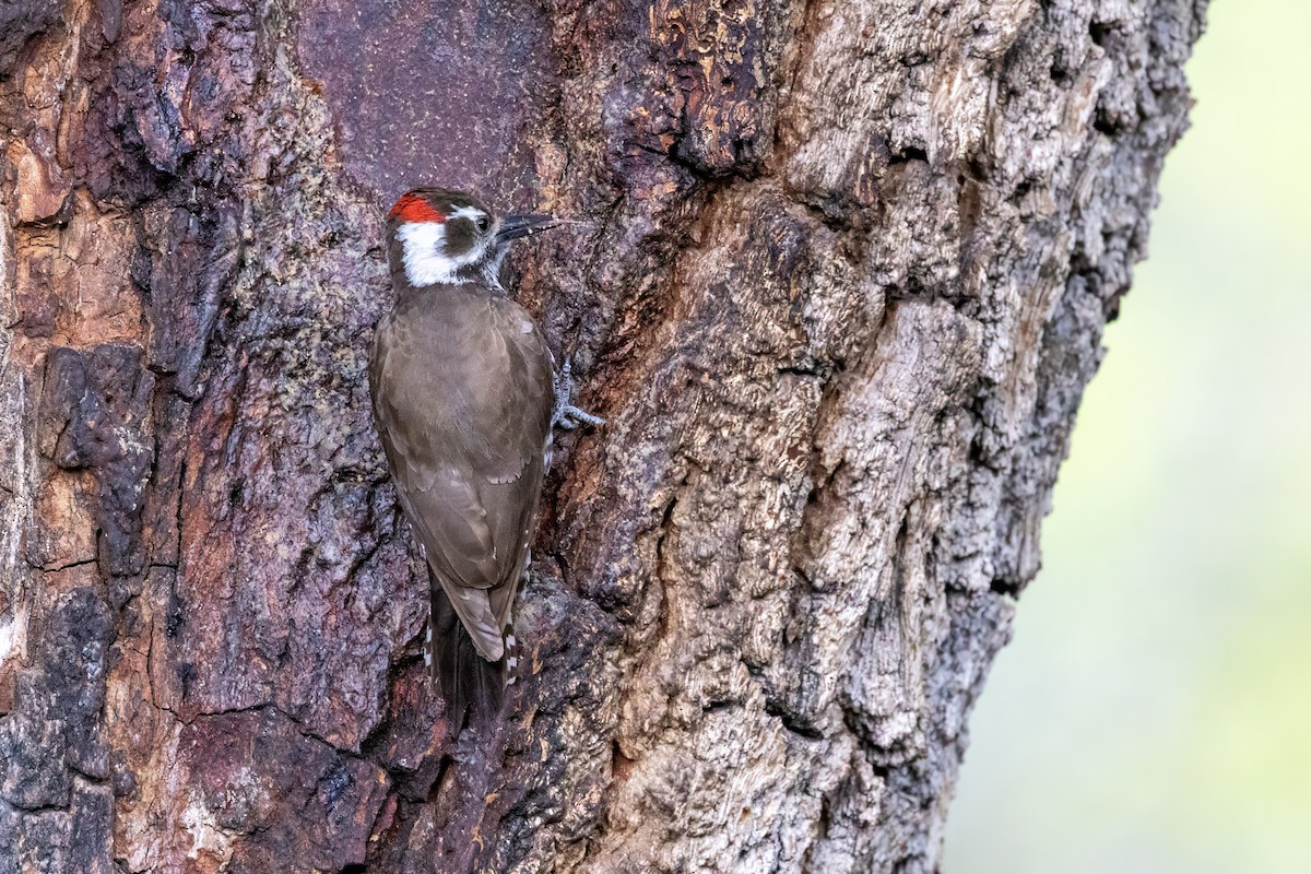 Arizona Woodpecker - ML619946320