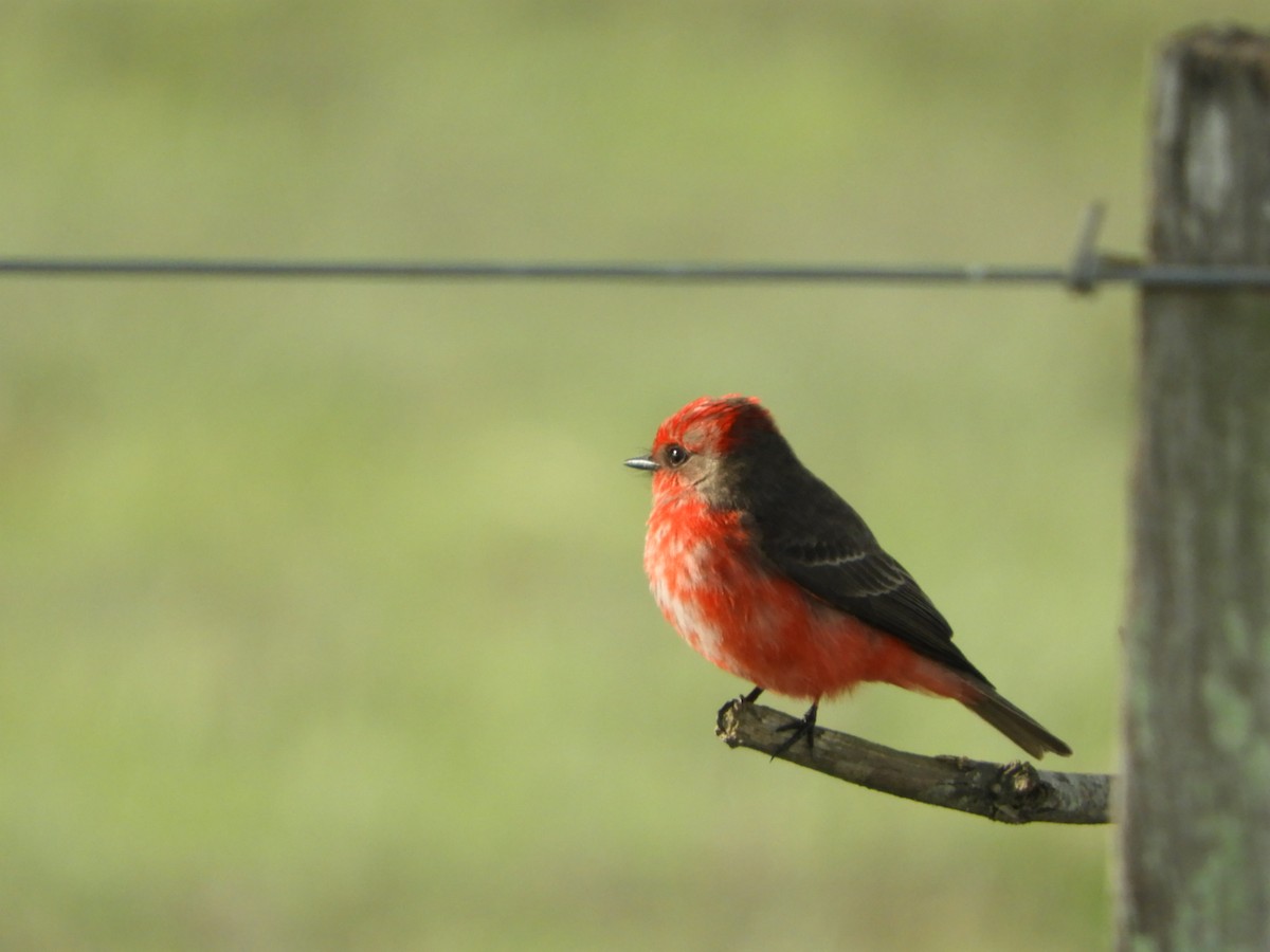 Vermilion Flycatcher - ML619946322