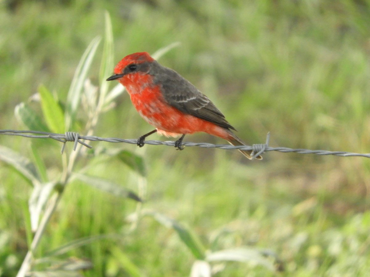 Vermilion Flycatcher - ML619946323